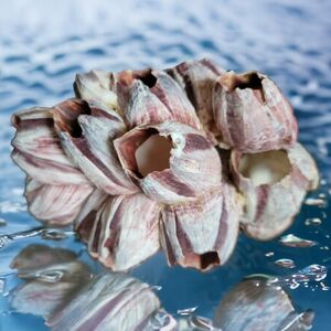 HP 😃 Natural Barnacle Coral Fish Tank Aquarium Pond Shrimp Shelter Home Ocean